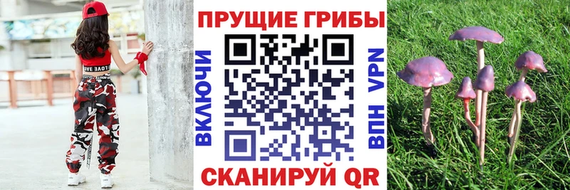 Купить  Кущёвская  Псилоцибиновые грибы MAGIC MUSHROOMS 